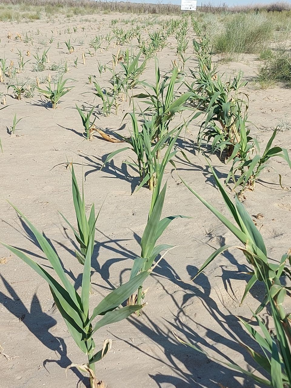 На осушенном дне Арала высаживают новый вид растений