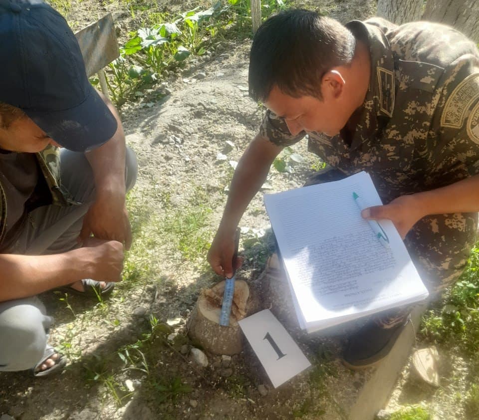 За срубленное дерево в Самаркандской области нарушитель заплатит более 9 млн сумов
