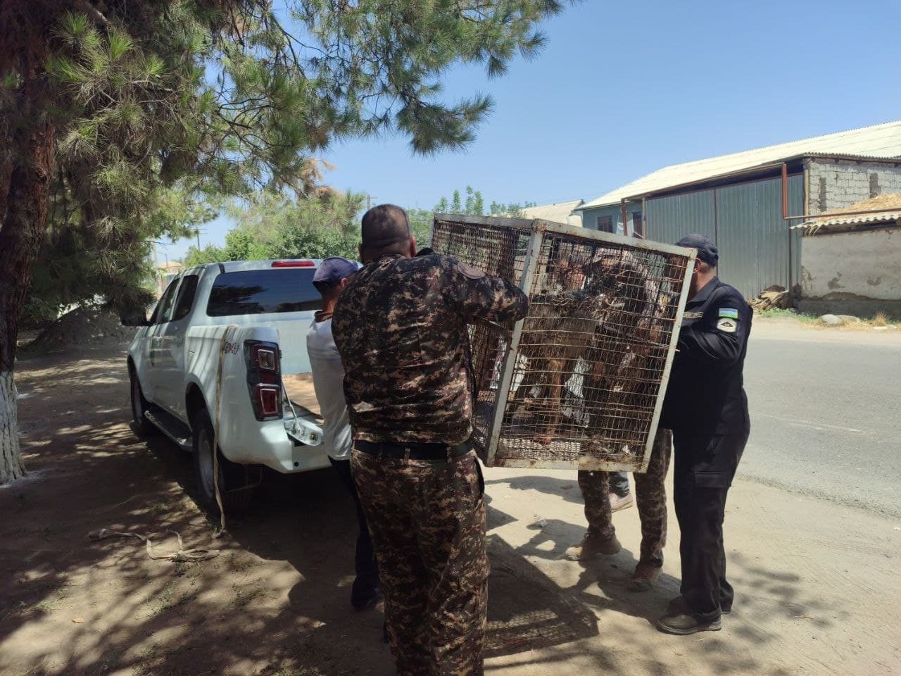 Волка, забравшегося в дом, выпустили в дикую природу