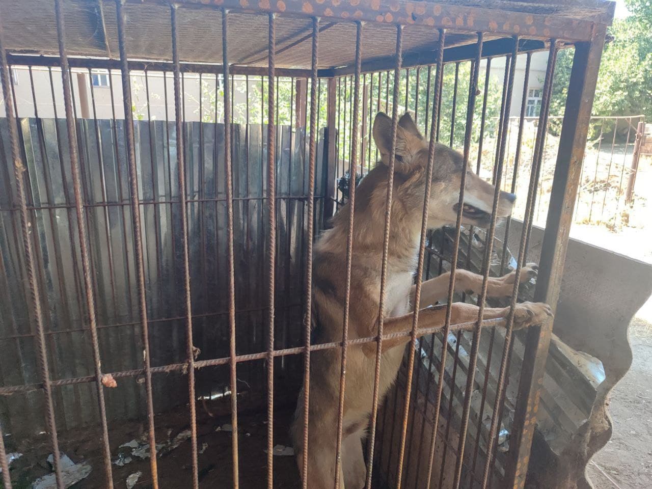 Волка, забравшегося в дом, выпустили в дикую природу