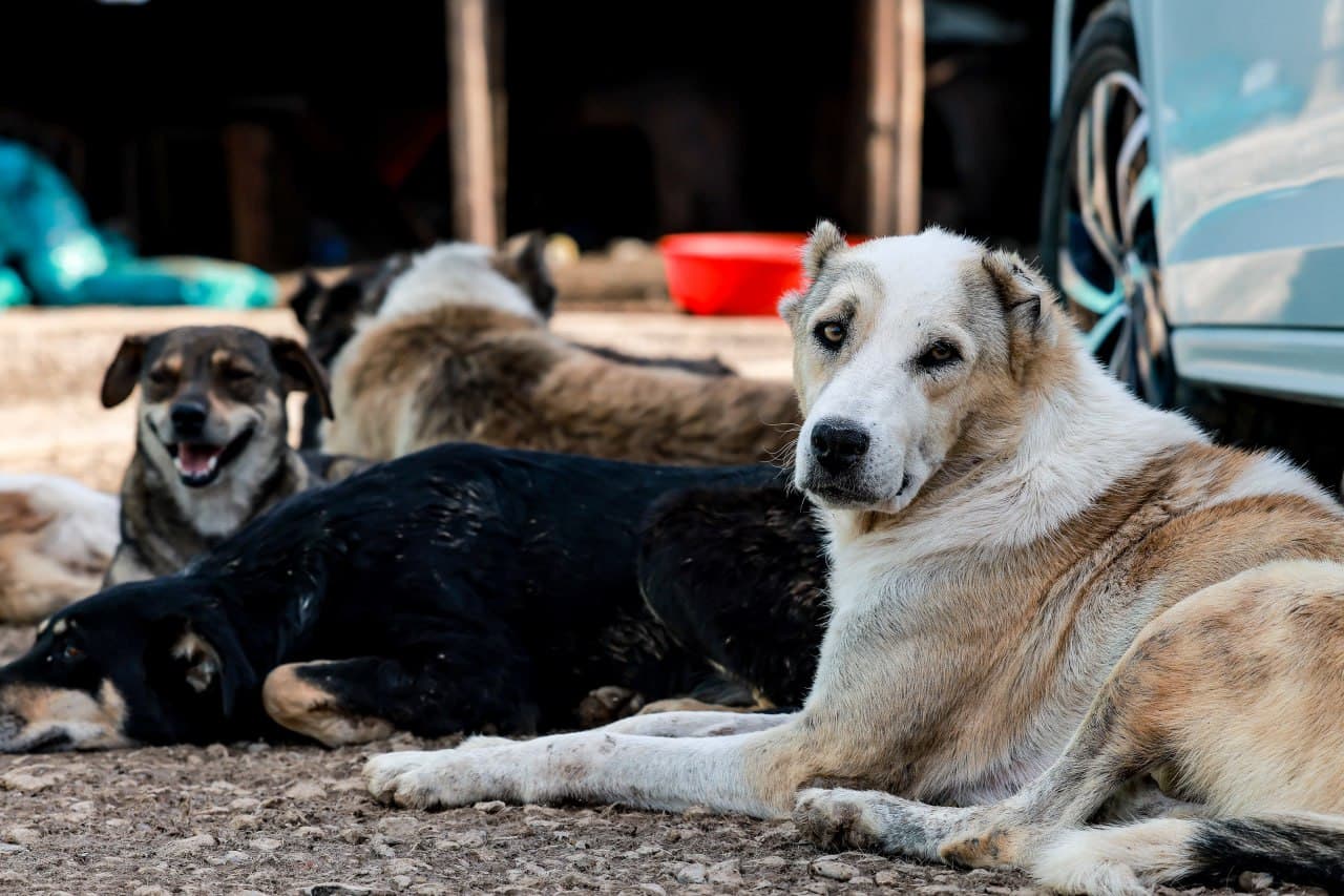 Uysiz hayvonlarga g‘amxo‘rlik: “Hayot” boshpanasida xayriya aksiyasi o‘tkazildi