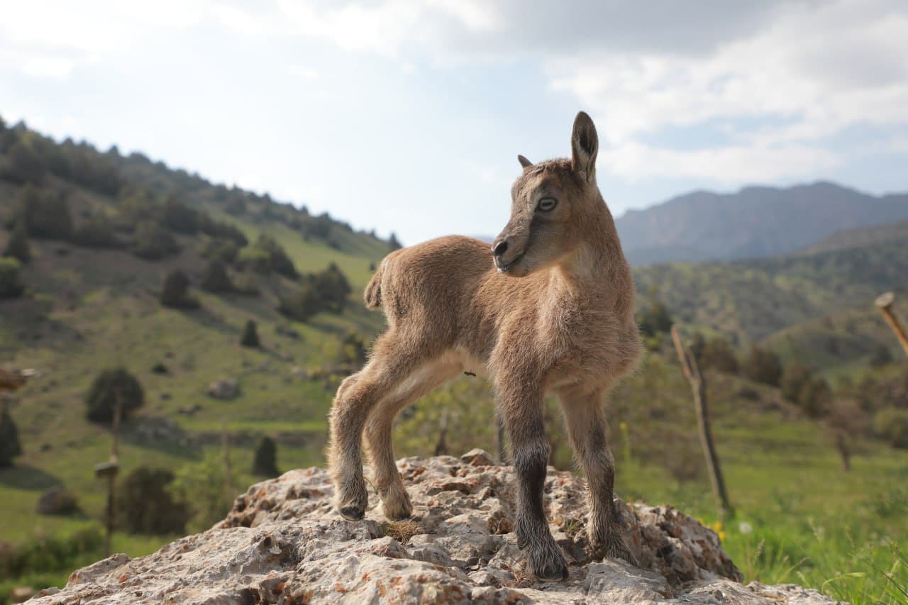 Государственный заповедник "Сурхан"