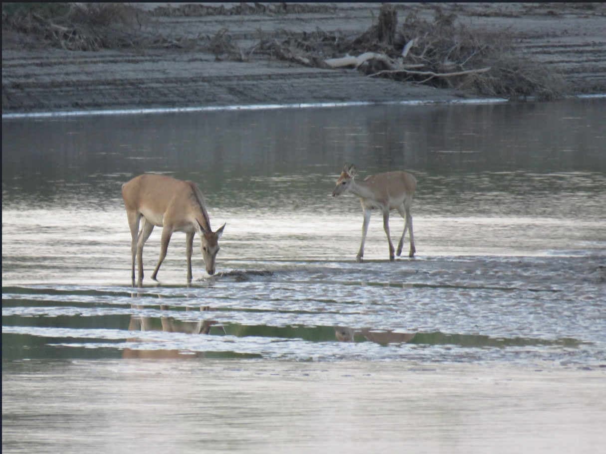The State Reserve "Kyzylkum"