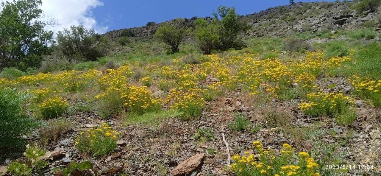 The "Nurata" State Reserve