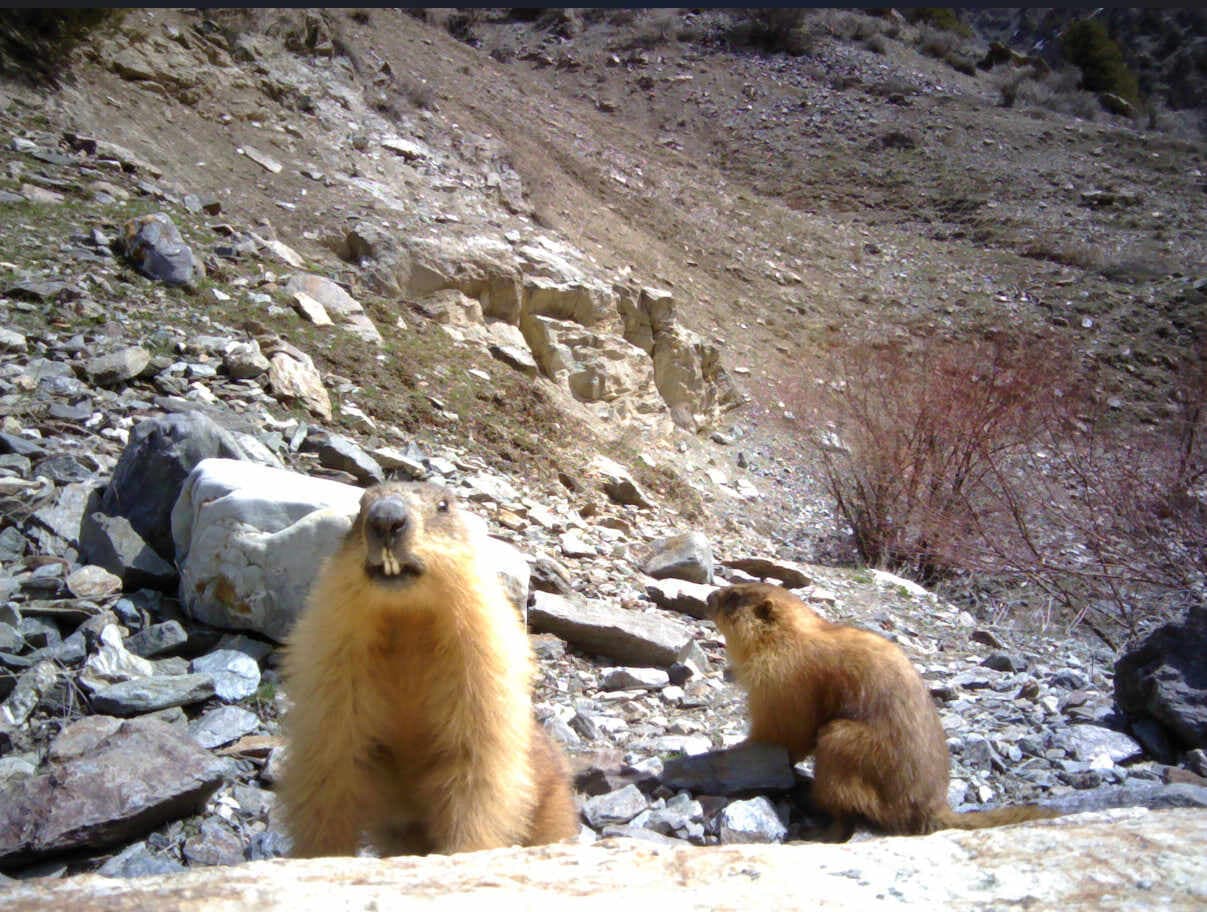 State Reserve "Gissar"