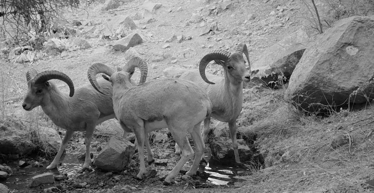 Государственный заповедник "Сурхан"