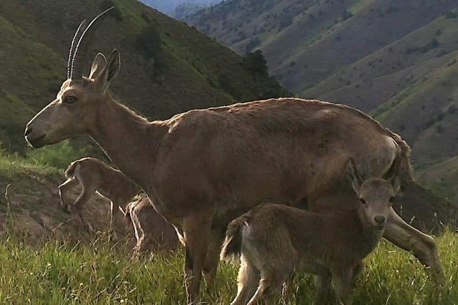 Государственный заповедник "Сурхан"