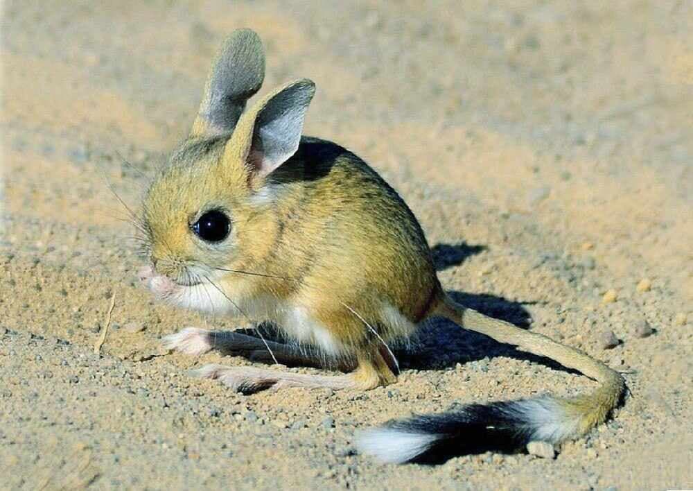 Государственный заповедник "Сурхан"