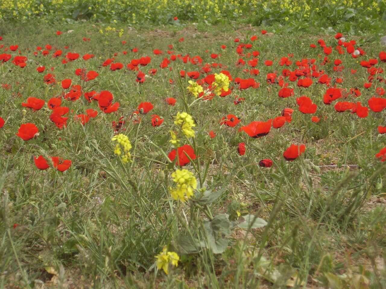 Государственный заповедник "Сурхан"
