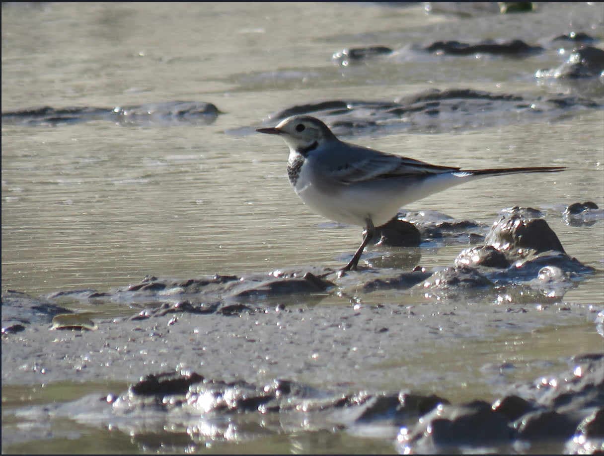The State Reserve "Kyzylkum"