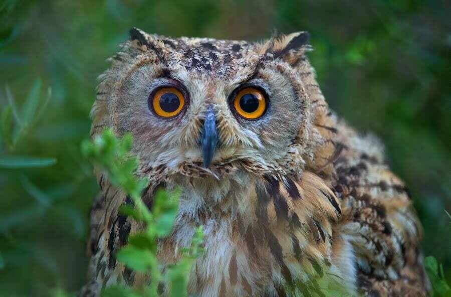 Bukhara Specialized Nursery "Jeyran"