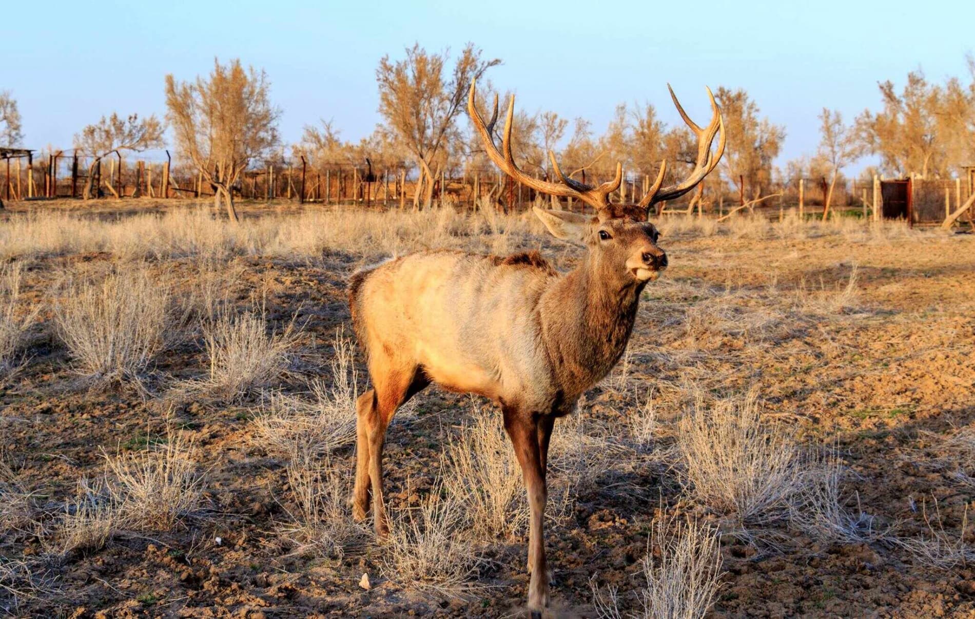 Bukhara Specialized Nursery "Jeyran"