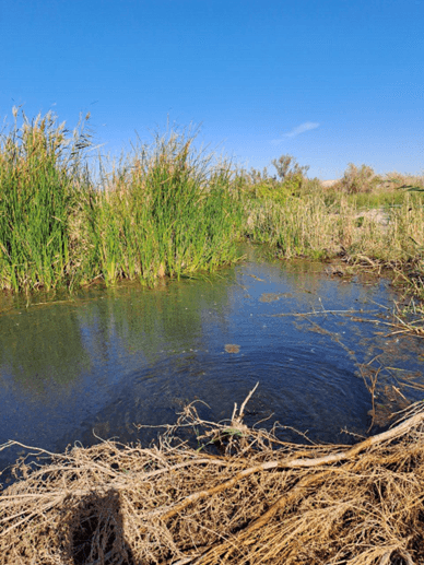 The "Central Kyzylkum" National Nature Park