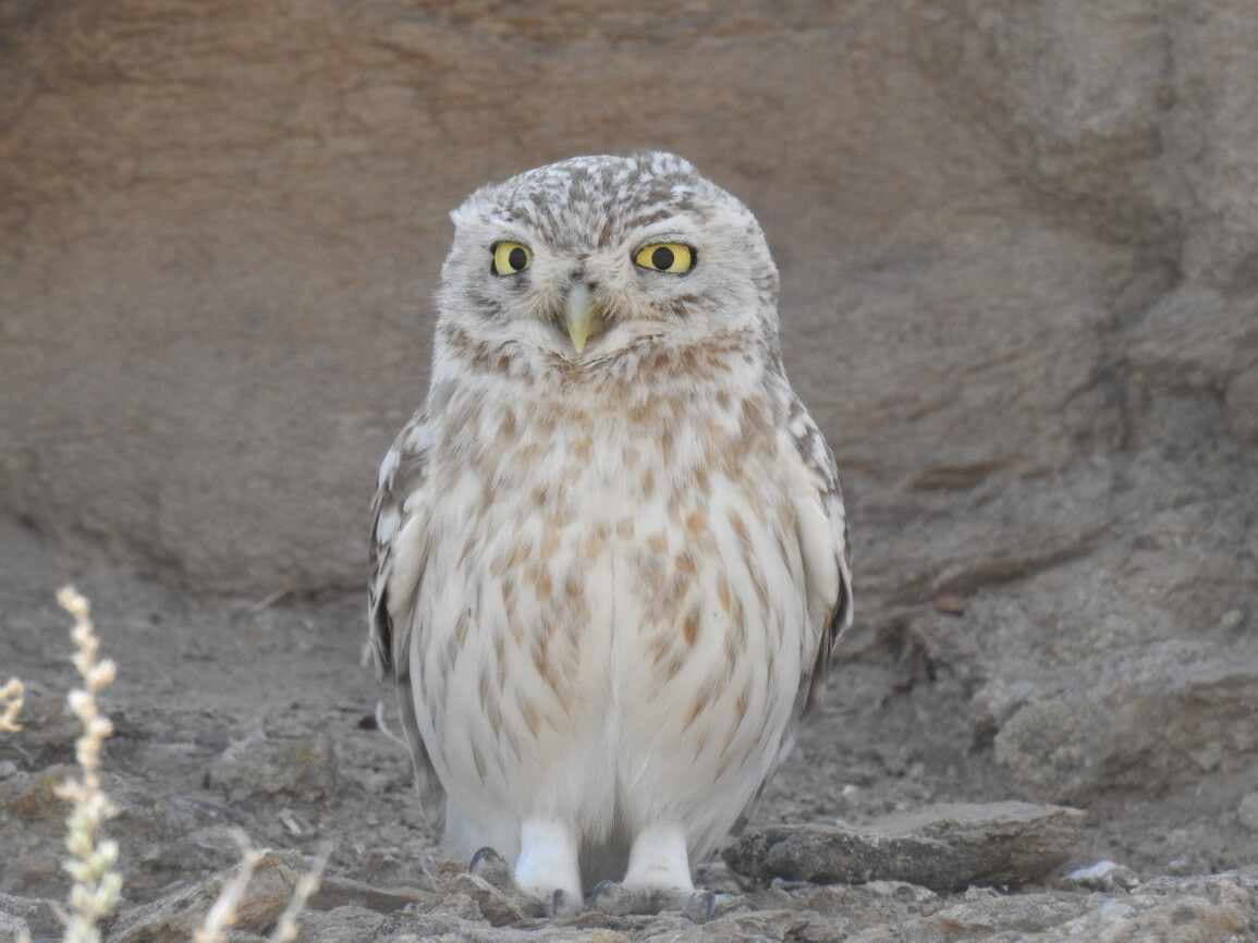 The" Lower Amu Darya" State Biosphere Reserve