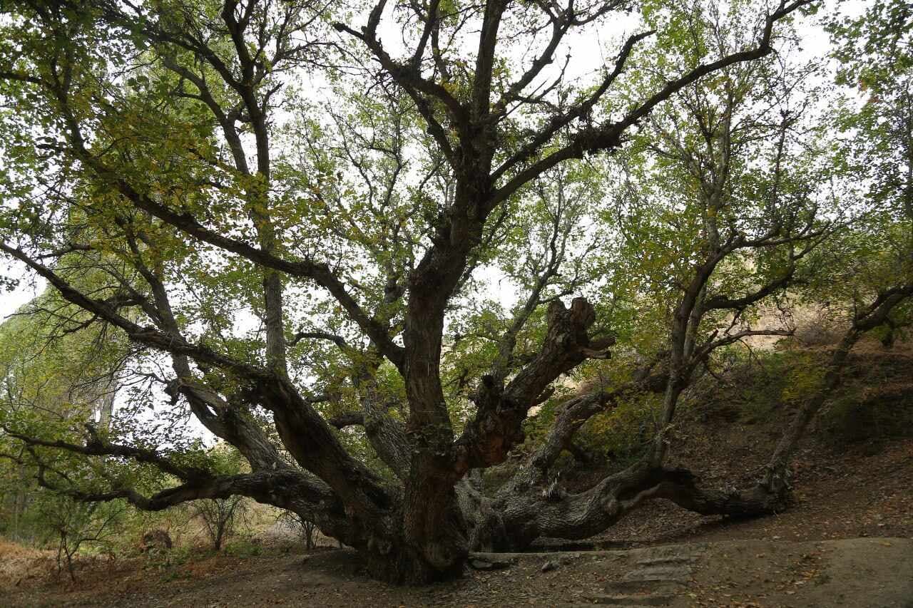 “Zomin” milliy tabiat bog‘i