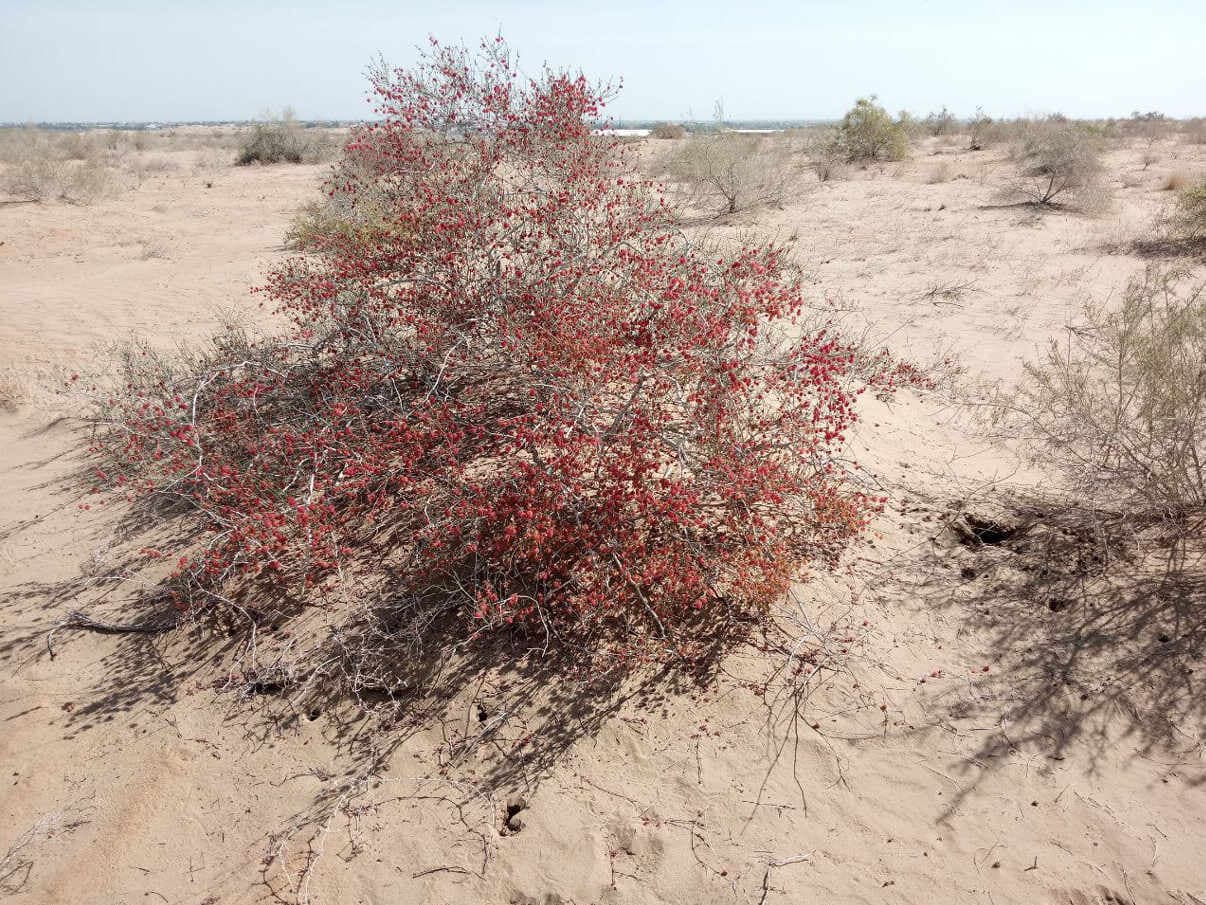 “Xorazm” milliy tabiat bog‘i