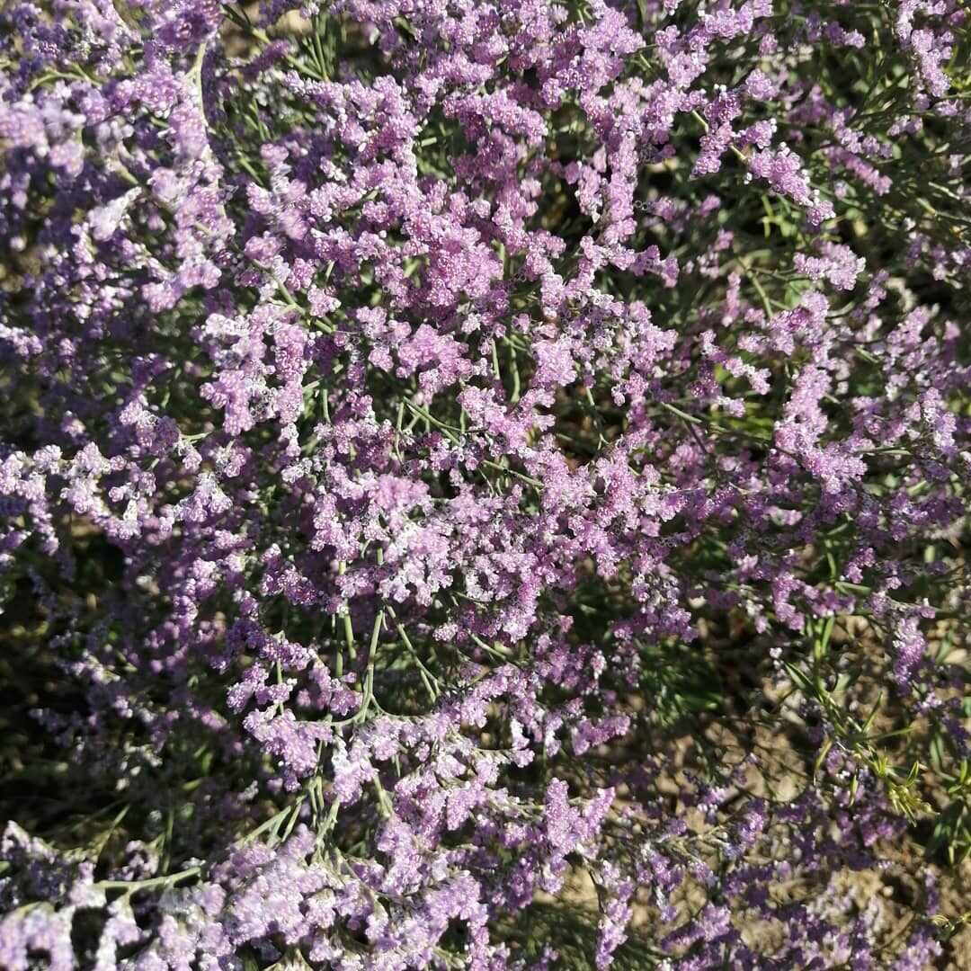 Bukhara Specialized Nursery "Jeyran"
