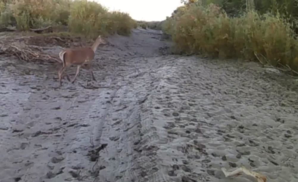 “Qizilqum” davlat qo‘riqxonasidagi fotoqopqonga Buxoro bug‘usi muhrlandi