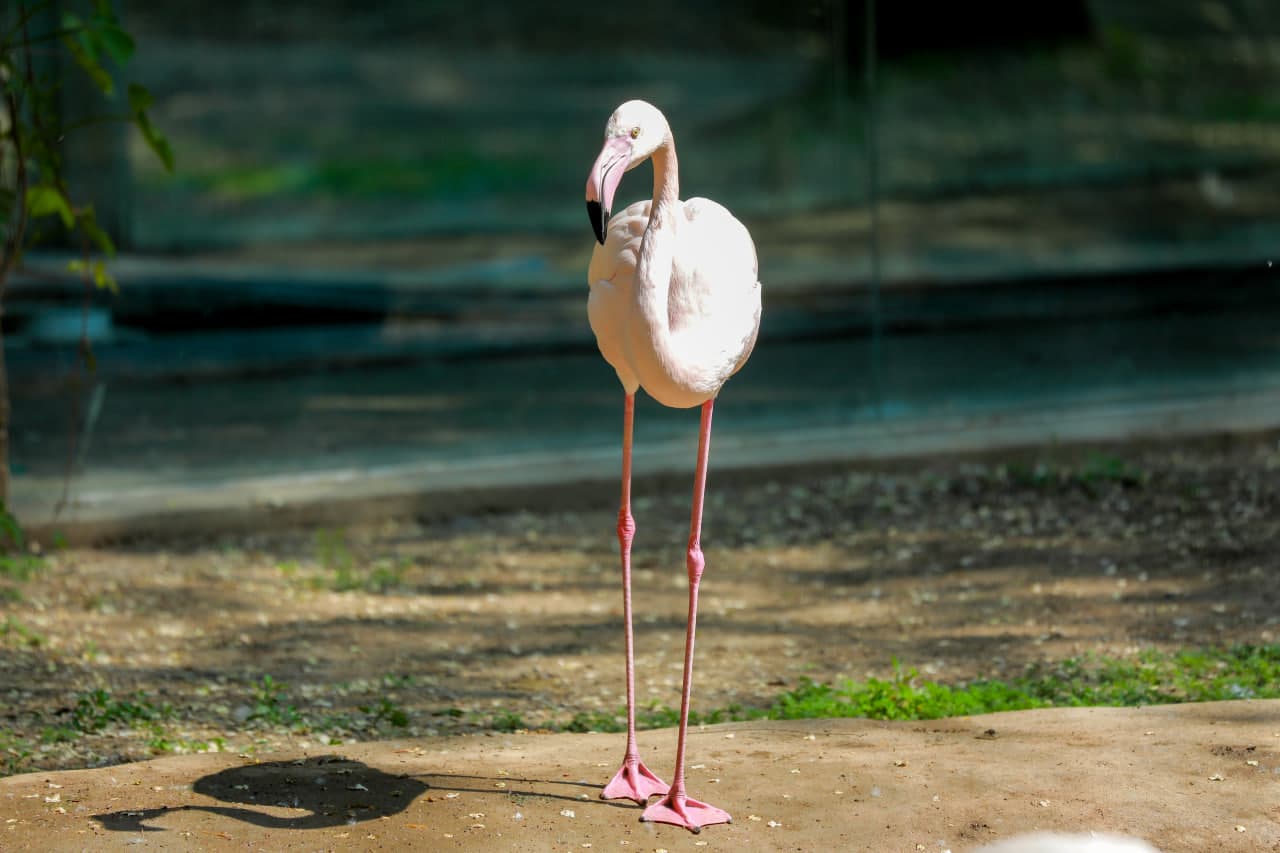 Qizil kitobga kiritilgan yovvoyi oʻsimliklar hamda hayvonlardan foydalanish tartibi o‘zgartirilmoqda