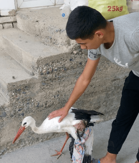 Спасена жизнь туркестанского белого аиста