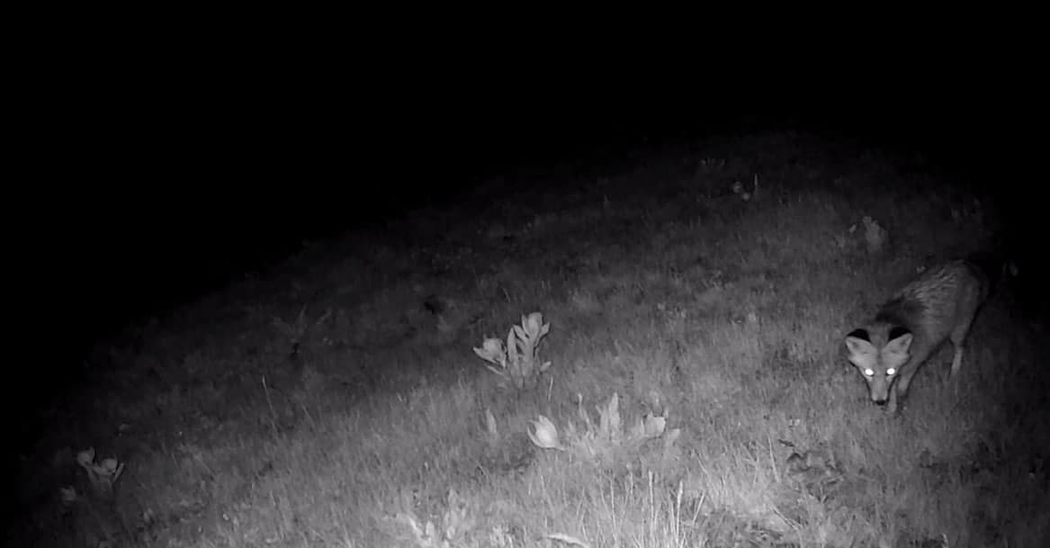 Night in Bobotog: porcupine, jungle cat, rabbit, and fox in a camera trap
