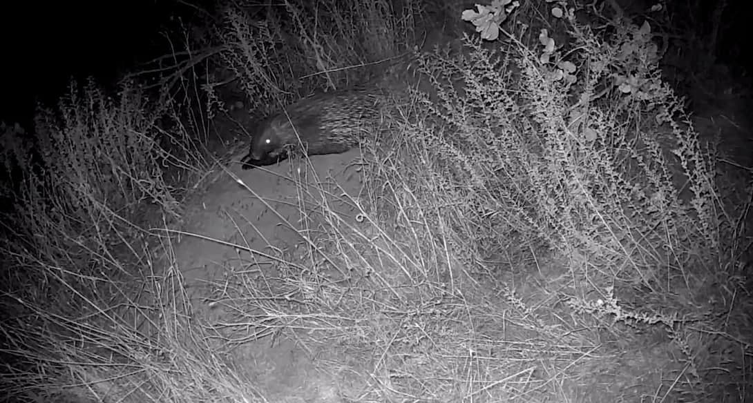 Night in Bobotog: porcupine, jungle cat, rabbit, and fox in a camera trap