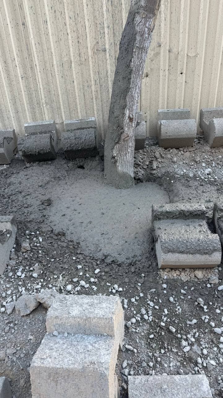 Measures have been taken against the violator who intentionally concreted a tree