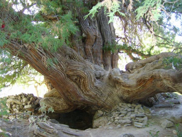 Вековые деревья Узбекистана в международном списке MonumentalTrees.com