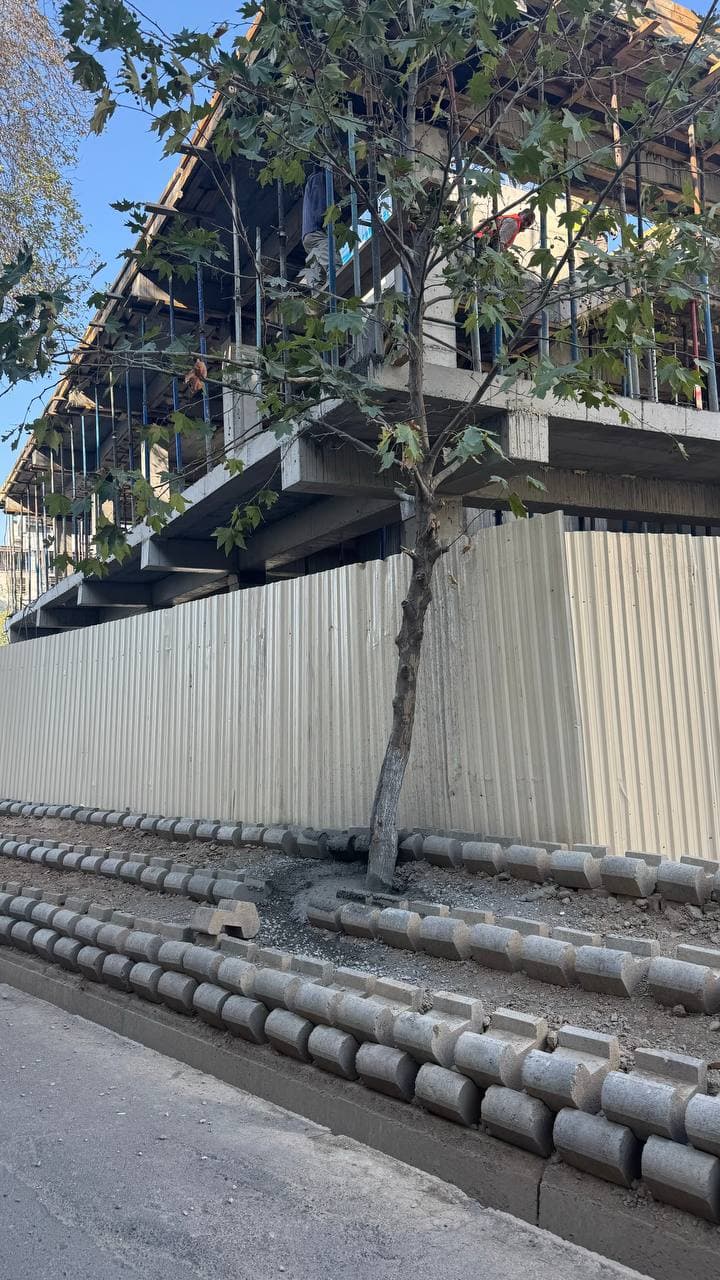 Measures have been taken against the violator who intentionally concreted a tree