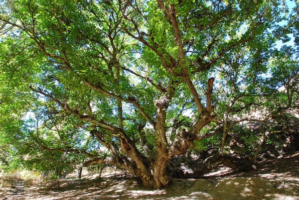 Вековые деревья Узбекистана в международном списке MonumentalTrees.com