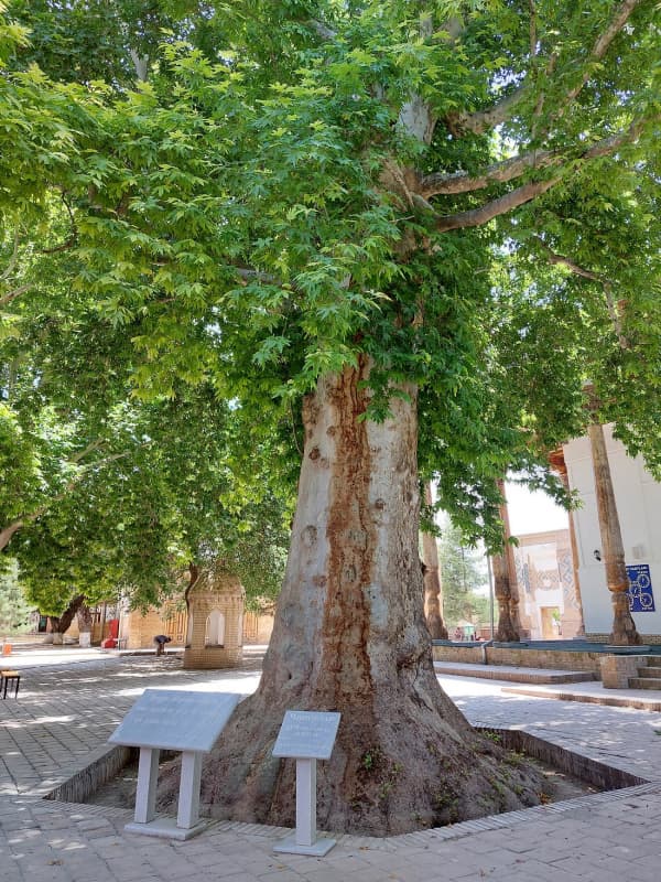 Вековые деревья Узбекистана в международном списке MonumentalTrees.com