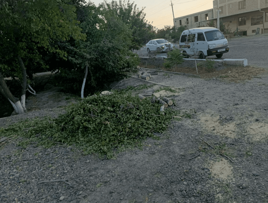 За вырубку дерева правонарушитель заплатит более 16 млн сумов