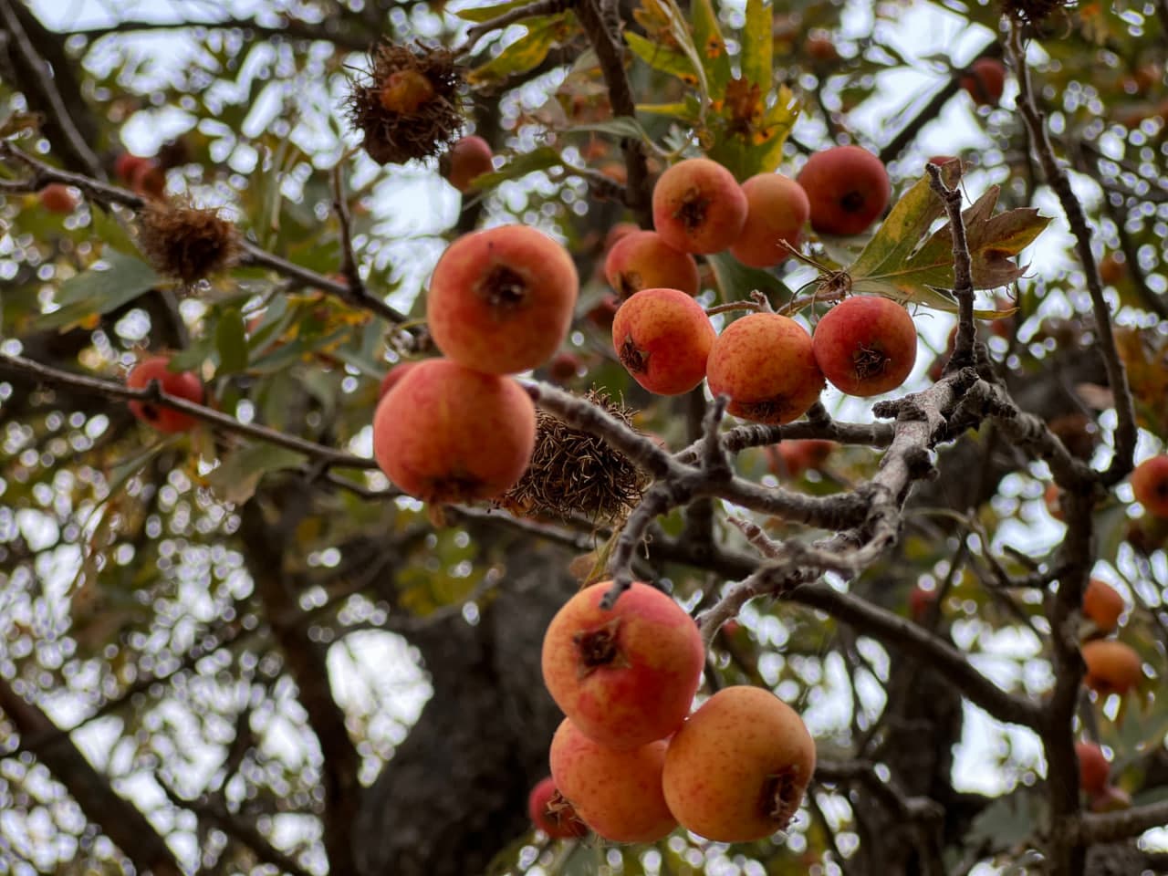 "Omonqo‘ton"ning shifobaxsh o‘simlik dunyosi