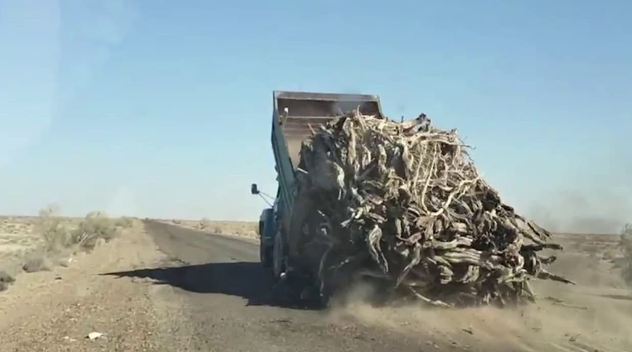 За 2 месяца в Бухарской области выявили 25 нарушений, связанных с саксаулом