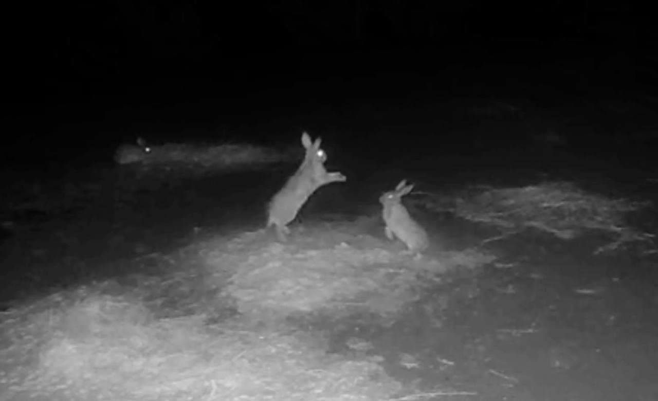 Xorazmdagi fotoqopqonda quyonlar jangi