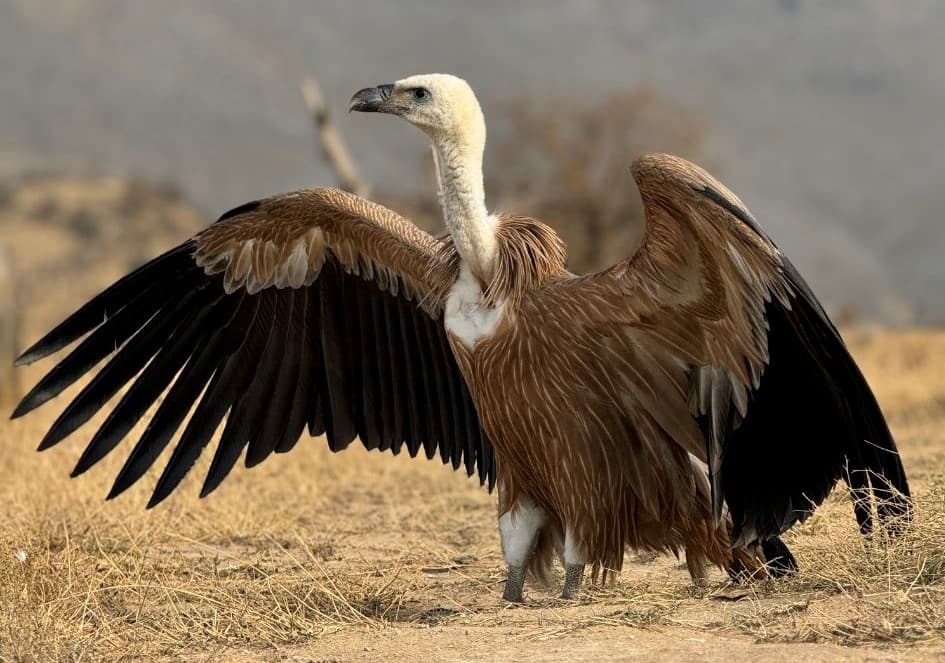 В Самаркандской области выпустили на волю снежного сипа