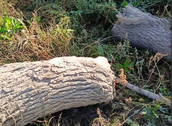 Daraxt kesgan fuqaro 75 million so‘m tovon to'laydigan bo'ldi