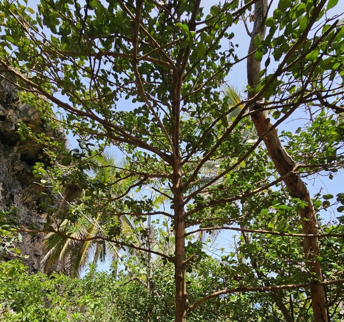 Dunyodagi daraxtlarning 38 foizi yo'qolib ketish xavfi ostida — IUCN