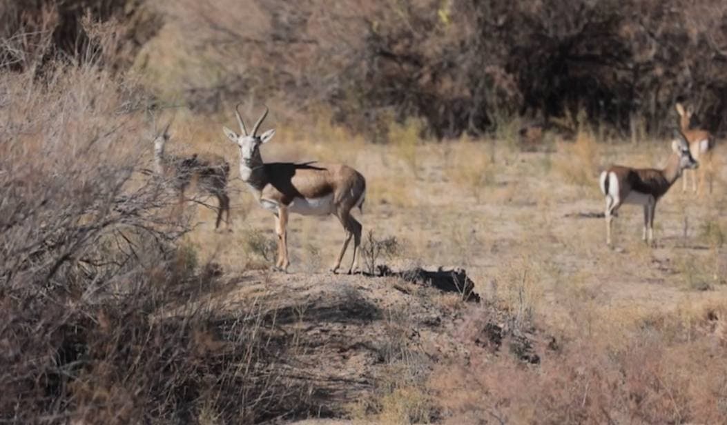 Gazelles in the frame of a camera trap