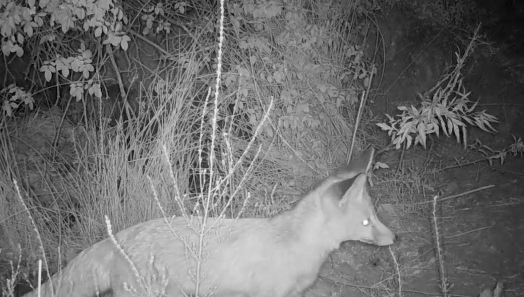 Фауна Сурханского заповедника