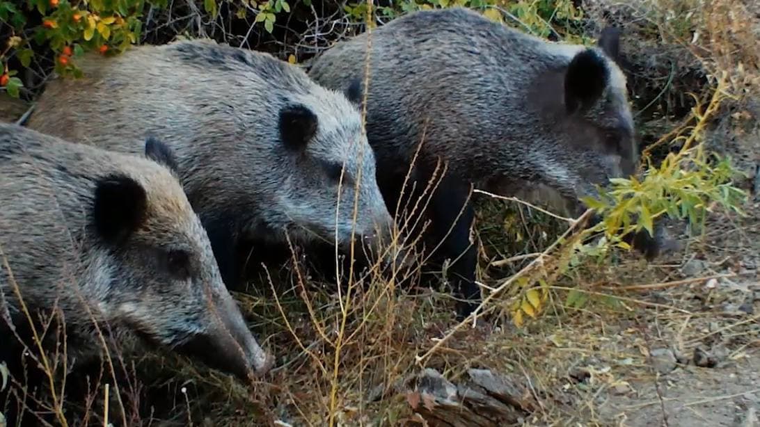 Фауна Сурханского заповедника