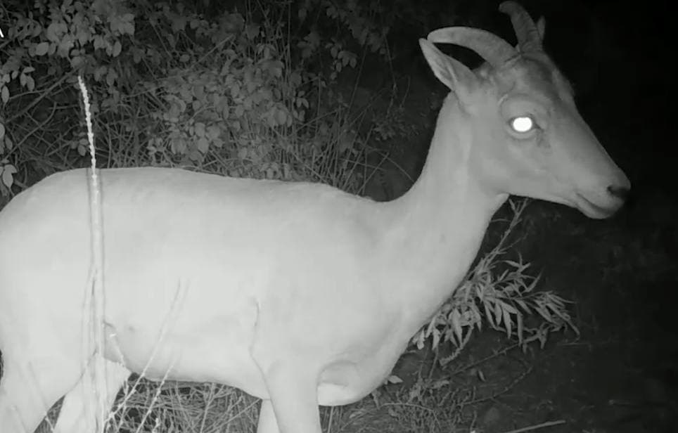 Фауна Сурханского заповедника