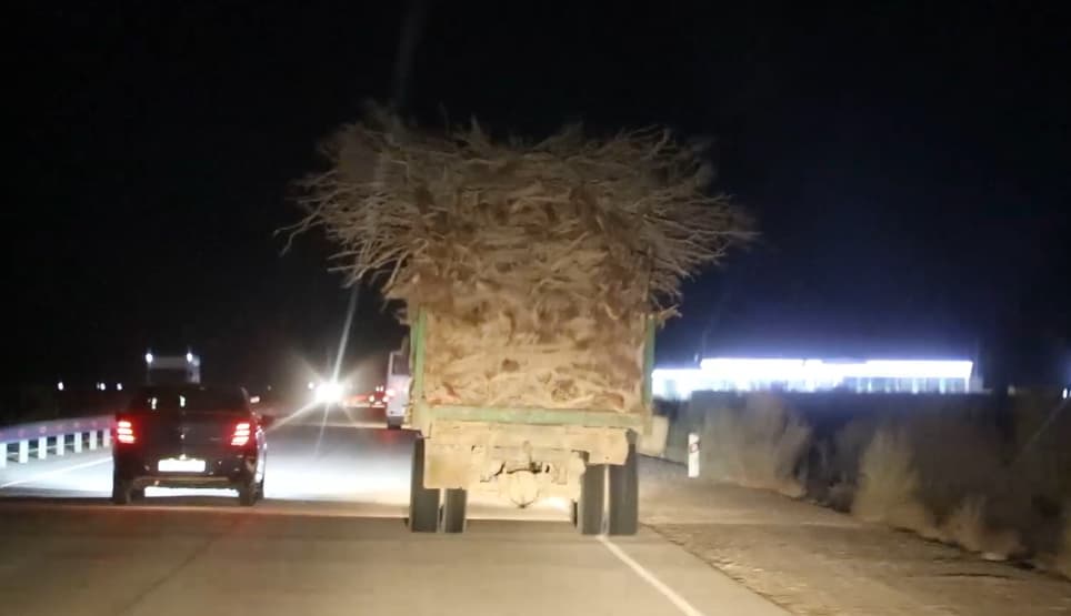 Buxoroda saksovul kushandalariga qariyb 40 million so‘m jarima belgilandi