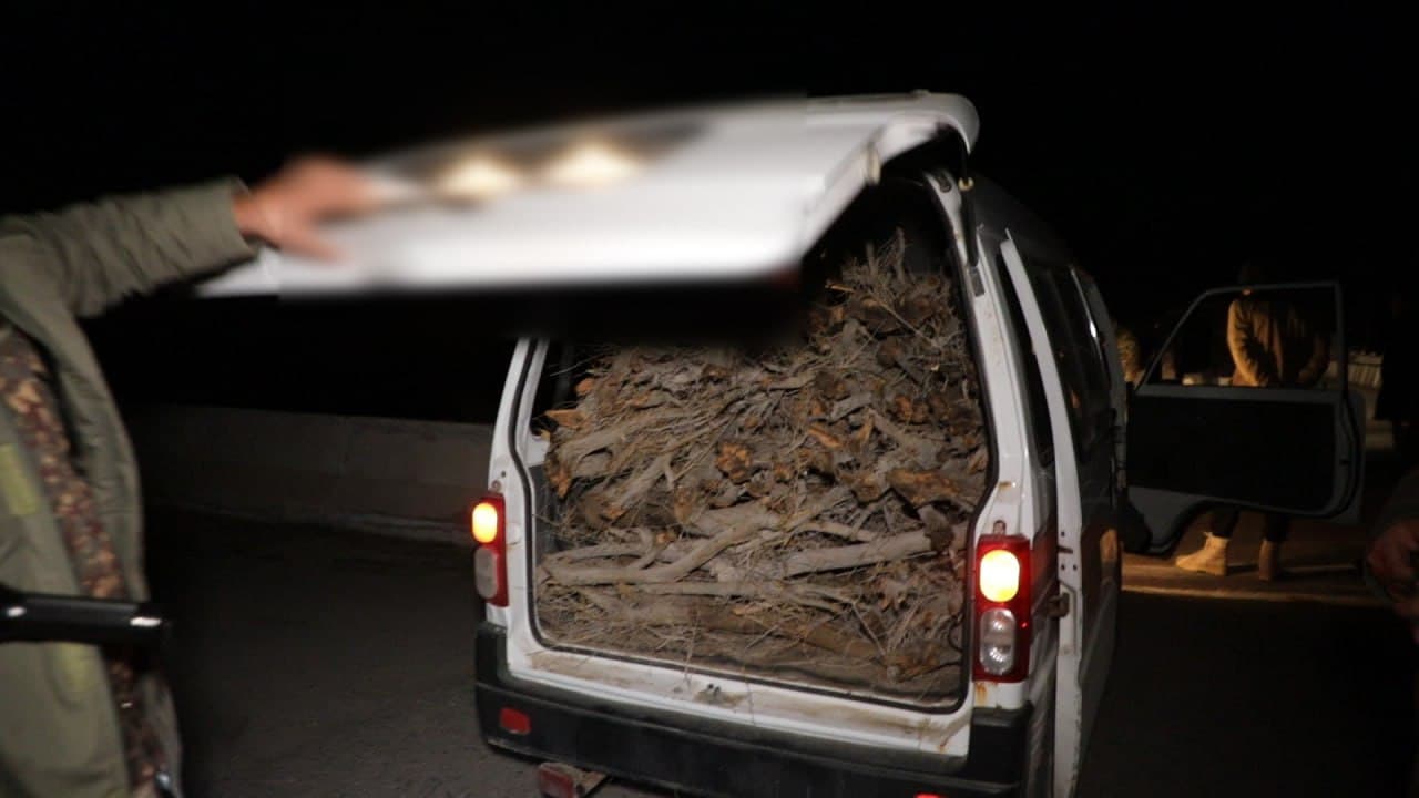 Saksovullarni sindirgan va noqonuniy ov qilib yurgan huquqbuzarlar javobgarlikka tortilmoqda