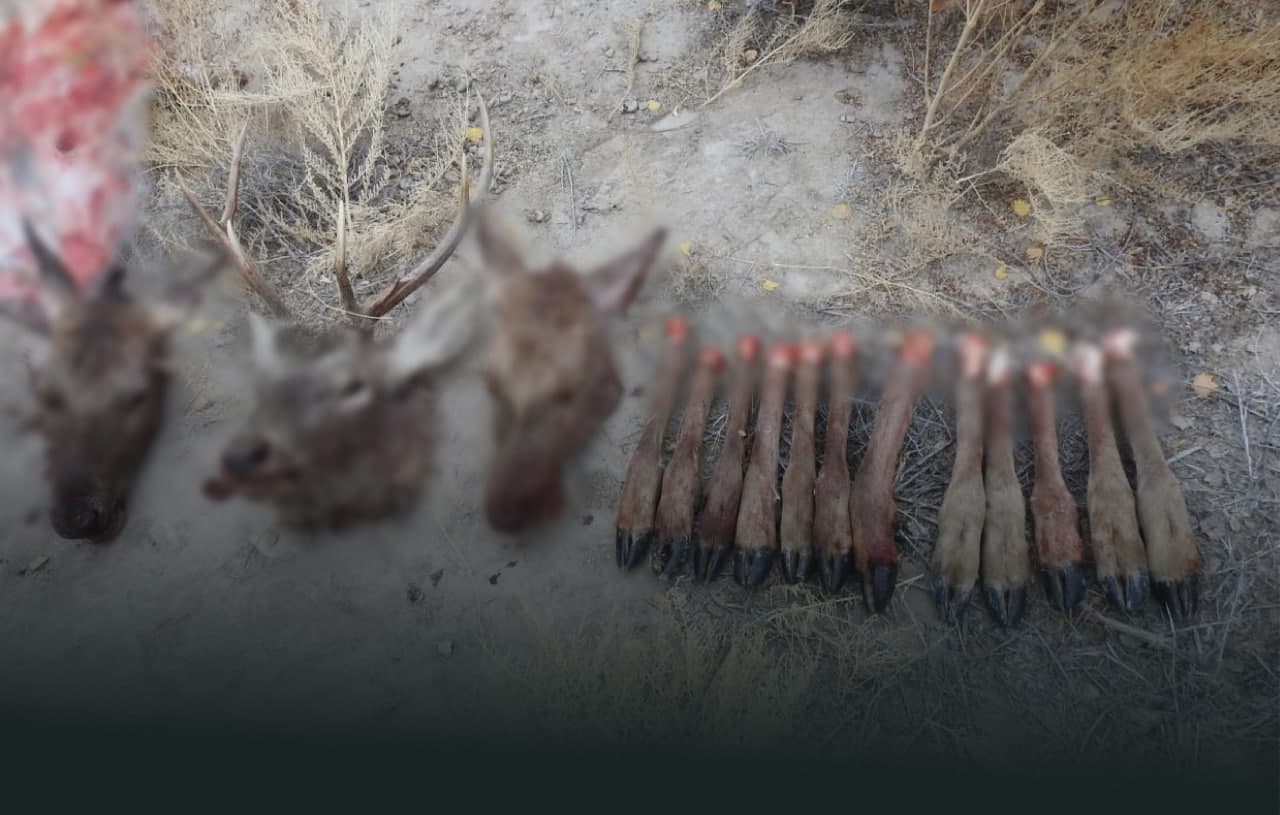 В Каракалпакстане убиты 3 бухарских оленя