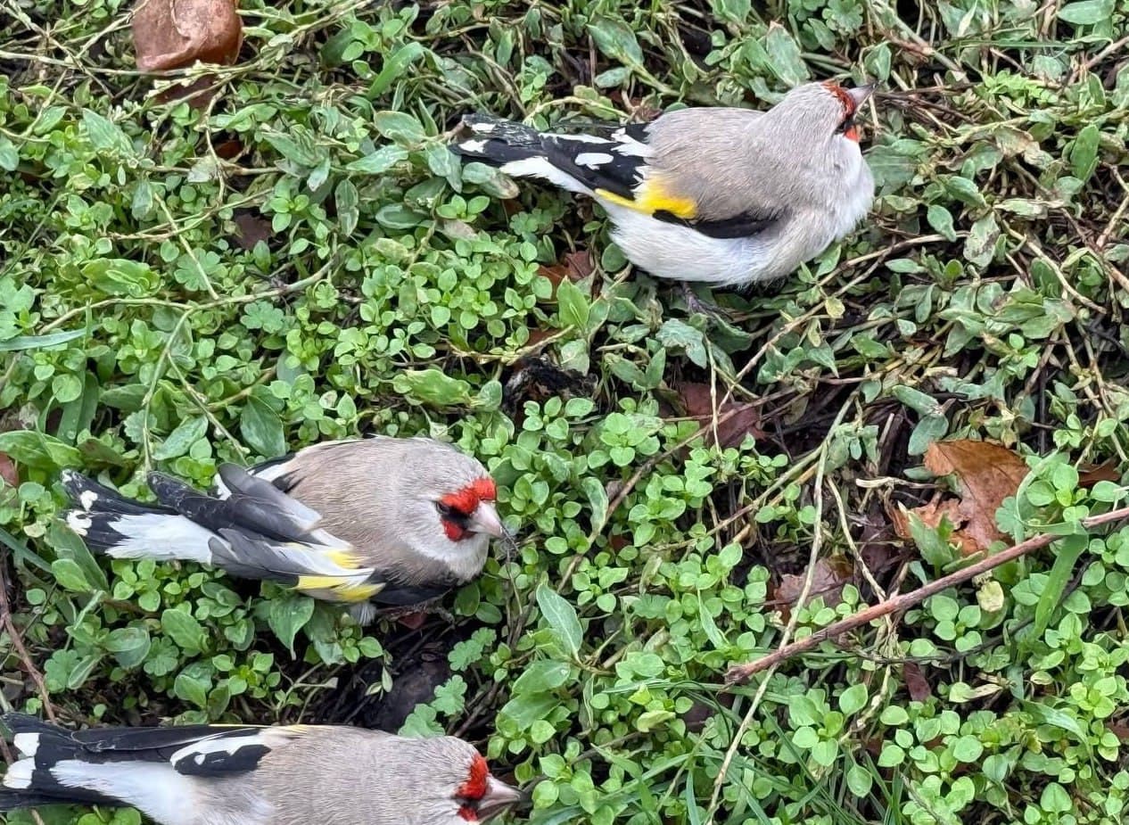 Остановлен гражданин, пытавшийся незаконно ввезти в страну 40 седоголовых щеглов