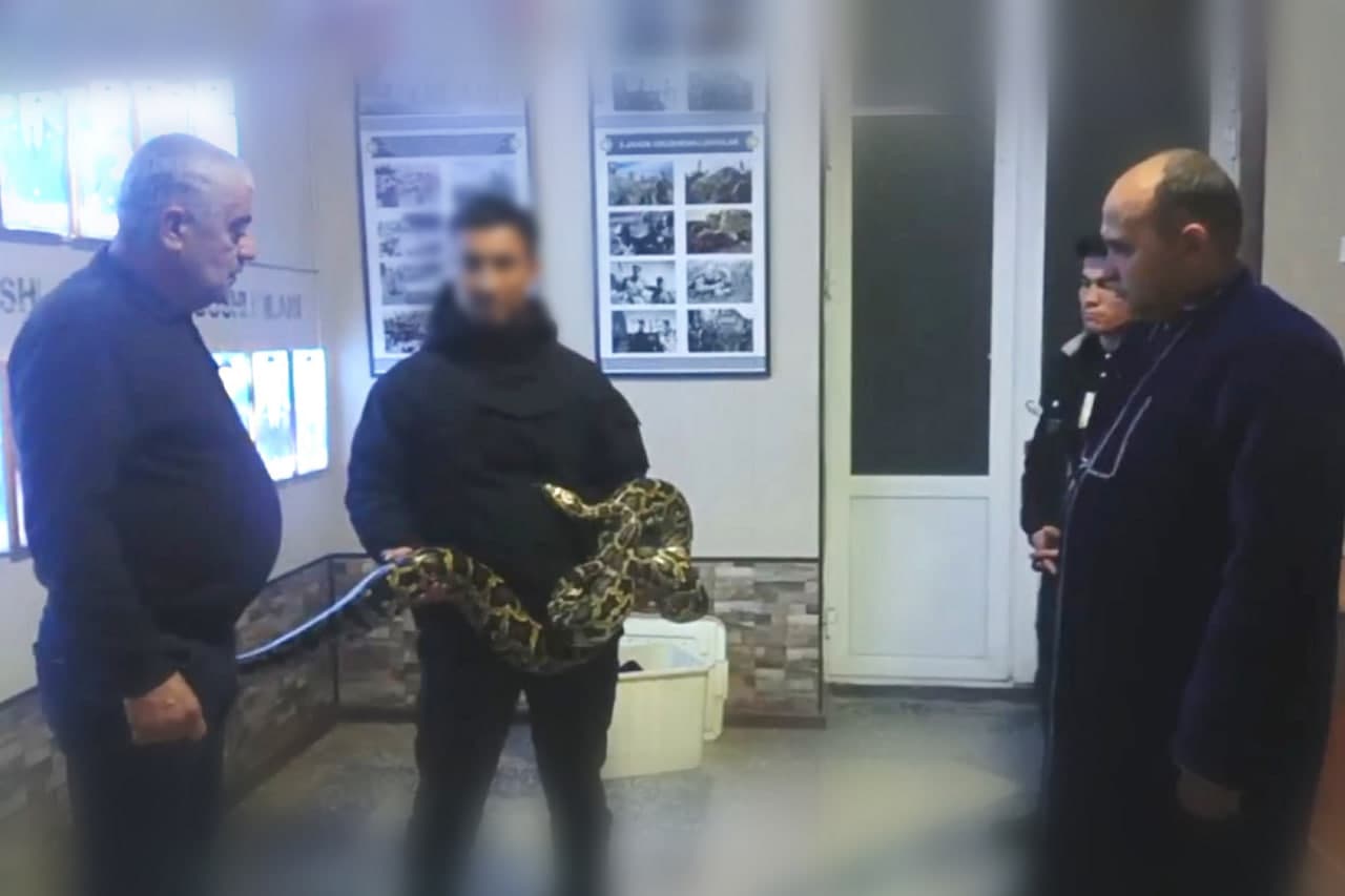 Житель Самарканда незаконно содержал тигрового питона