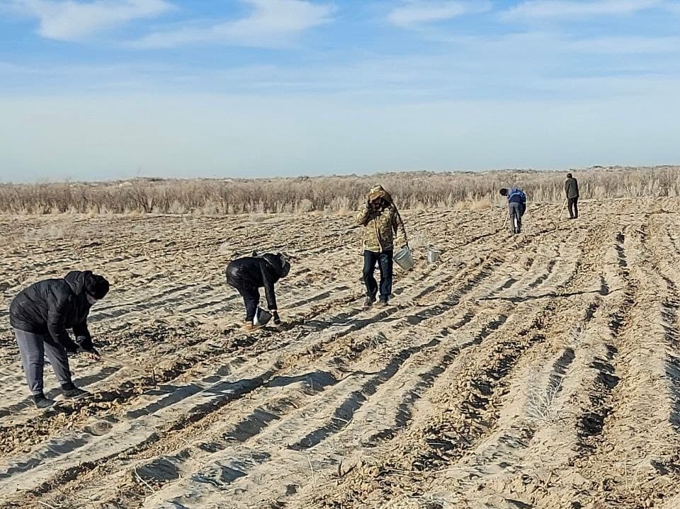 На осушенном дне Арала испытывают новые виды растений