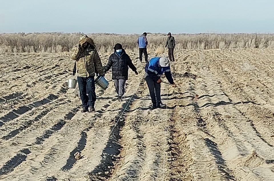 На осушенном дне Арала испытывают новые виды растений