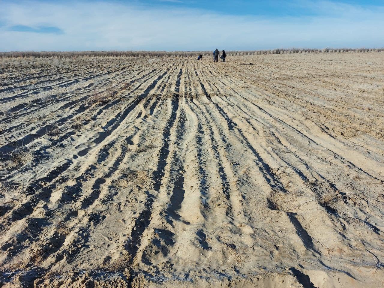 На осушенном дне Арала испытывают новые виды растений